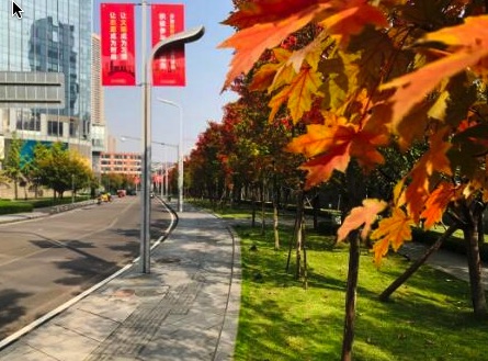 我在江北等你|江北嘴的“枫”景